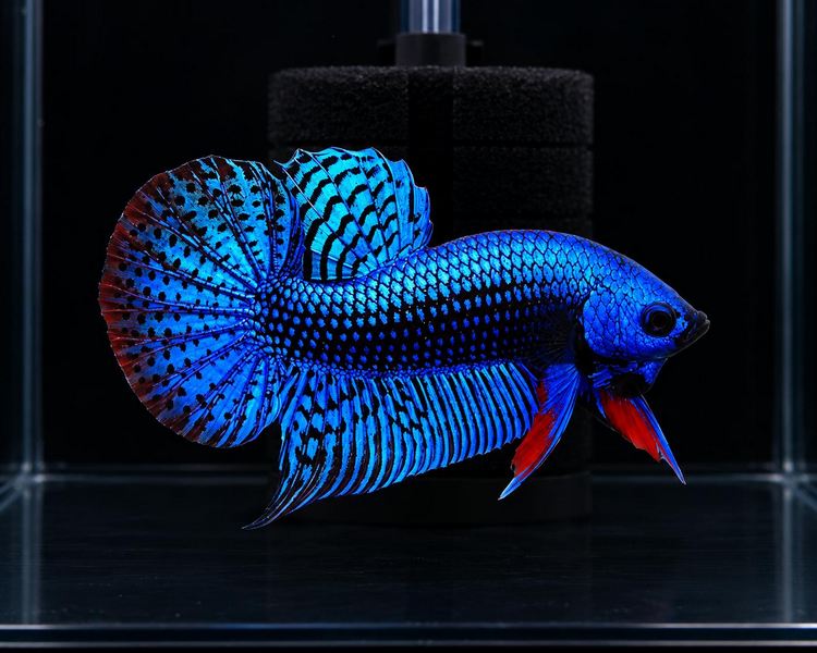 Male Steal Blue Alien Betta Fighting Fish - 5cm